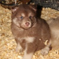 Chiot finnois de laponie #7