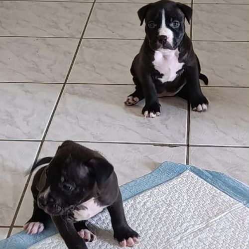 Snoopy l'heureux petit cane corso #4