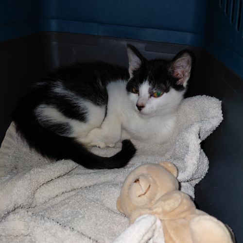 Barnabe chaton mâle réunion #0