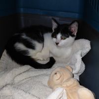 Barnabe chaton mâle réunion