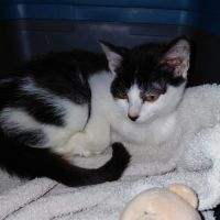 Barnabe chaton mâle réunion #2