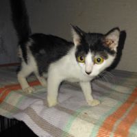 Barnabe chaton mâle réunion #3