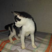 Barnabe chaton mâle réunion #4