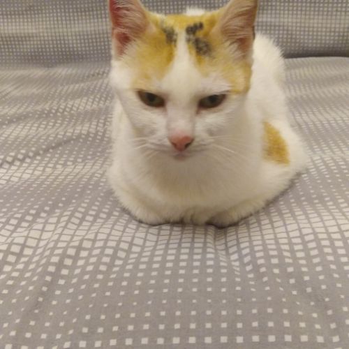 Plume à l'adoption #1