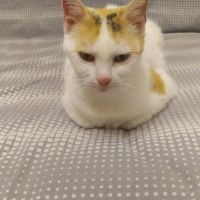 Plume à l'adoption #1