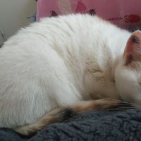 Plume à l'adoption #2