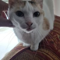 Plume à l'adoption #0