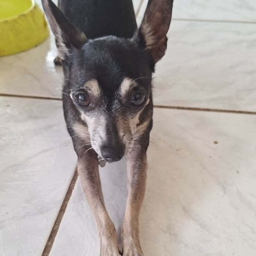 Ziggy le petit pinscher #5