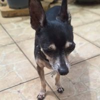 Ziggy le petit pinscher #4