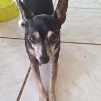 Ziggy le petit pinscher #5