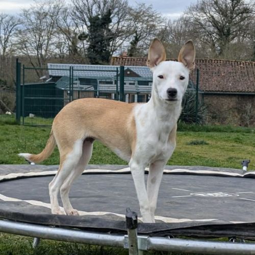 Super nova la petite étoile #3