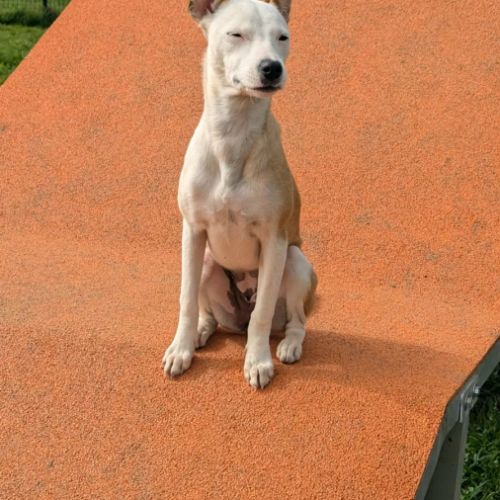 Super nova la petite étoile #4