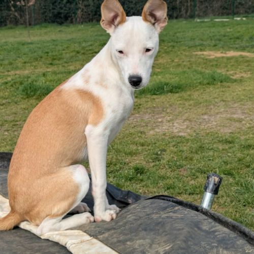 Super nova la petite étoile #5