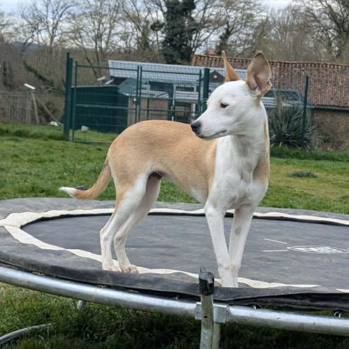 Super nova la petite étoile #7