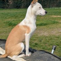 Super nova la petite étoile #2