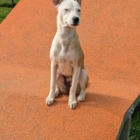 Super nova la petite étoile #4