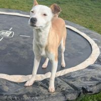 Super nova la petite étoile #6