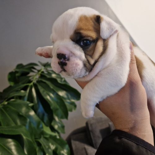 Chiots bulldog anglais #1