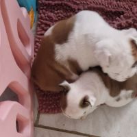 Chiots bulldog anglais