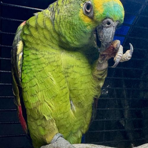 Duo perroquets (amazone & pionus) + grande volière #1