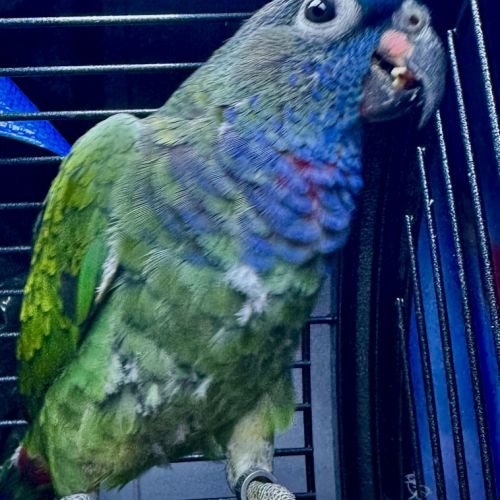 Duo perroquets (amazone & pionus) + grande volière