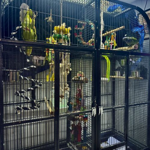 Duo perroquets (amazone & pionus) + grande volière #3