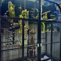 Duo perroquets (amazone & pionus) + grande volière #3