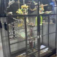 Duo perroquets (amazone & pionus) + grande volière #4