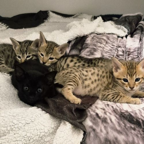 Disponibles à la réservation savannah f7 sbt