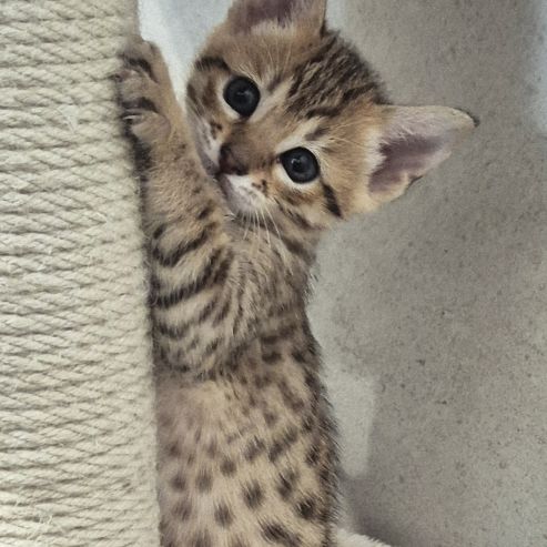 Disponibles à la réservation savannah f7 sbt #3