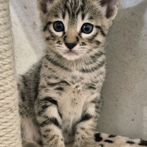 Disponibles à la réservation savannah f7 sbt #4