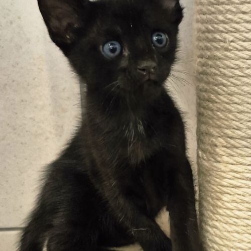 Disponibles à la réservation savannah f7 sbt #5