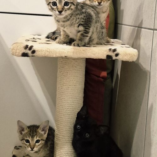 Disponibles à la réservation savannah f7 sbt #6