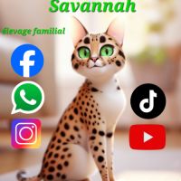 Disponibles à la réservation savannah f7 sbt #1