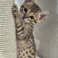 Disponibles à la réservation savannah f7 sbt #3