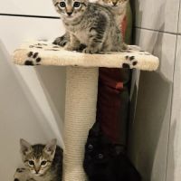 Disponibles à la réservation savannah f7 sbt #6