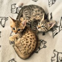 Disponibles à la réservation savannah f7 sbt