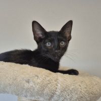 Chaton savannah mélanistique disponible #1
