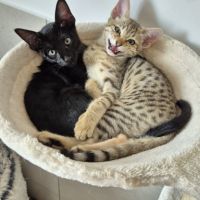 Chaton savannah mélanistique disponible #3