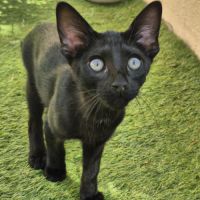 Chaton savannah mélanistique disponible