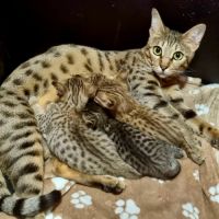 Disponibles à la réservation savannah f7 sbt #7