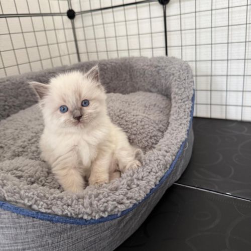 Chaton ragdoll blue point #1