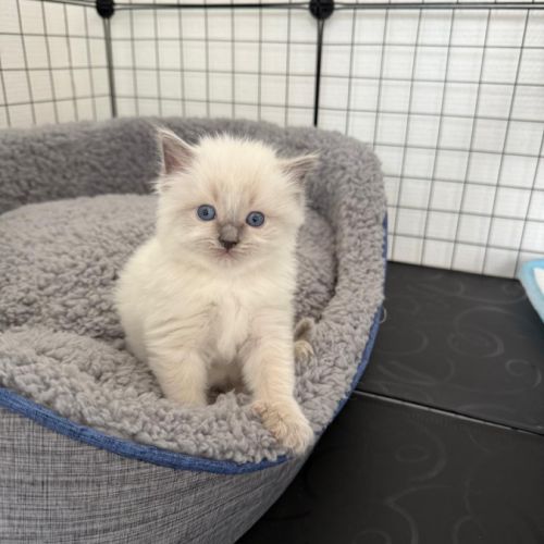 Chaton ragdoll blue point #2
