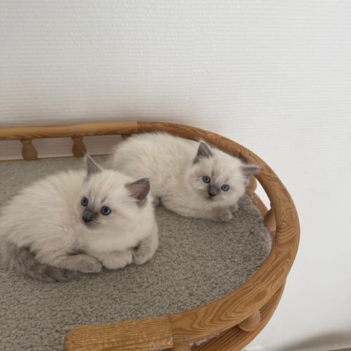 Chaton ragdoll blue point #0