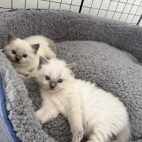 Chaton ragdoll blue point #3