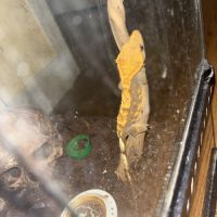 Gecko à crête #4