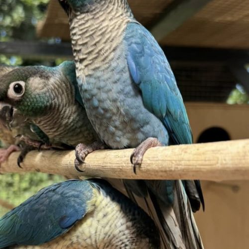 Recherche conure eam mâle turquoise