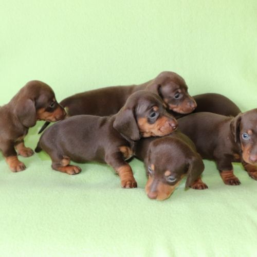 Adorables teckel a poils ras #1