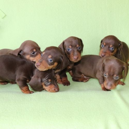 Adorables teckel a poils ras #2