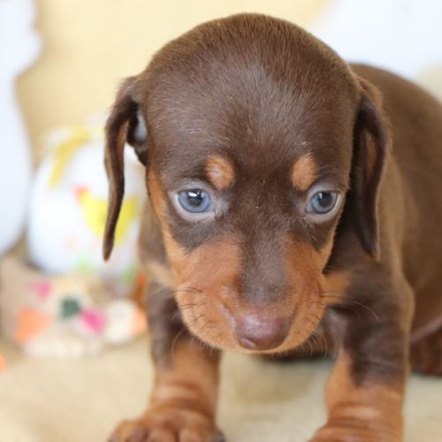 Adorables teckel a poils ras #4